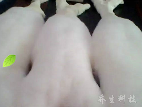 鹅特色产业化