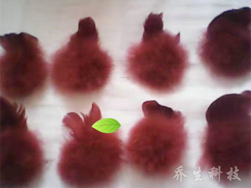 鹅特色产业化