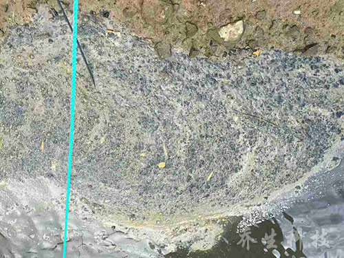 舟山市普佗区鲁家峙河治理前水体图