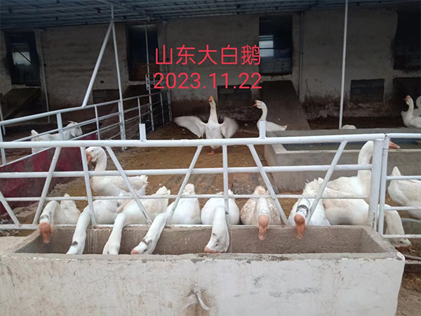 2023.11.22  山东大白鹅